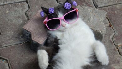 gatto