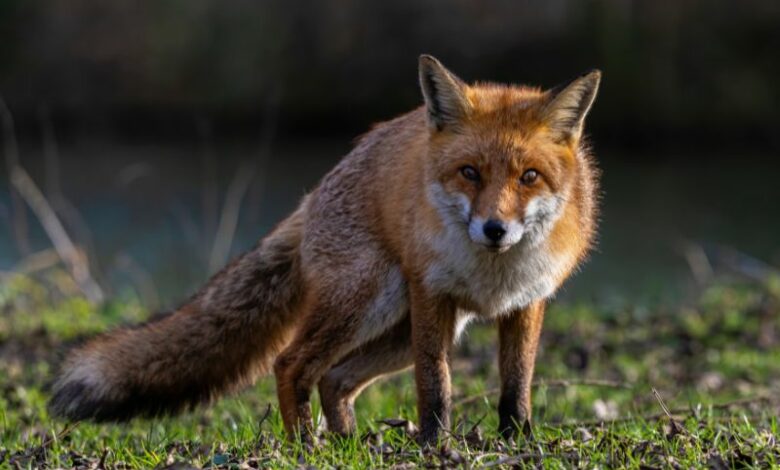 animali selvatici
