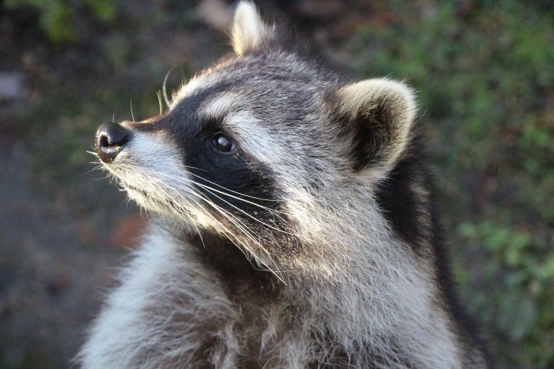 animali selvatici canva free