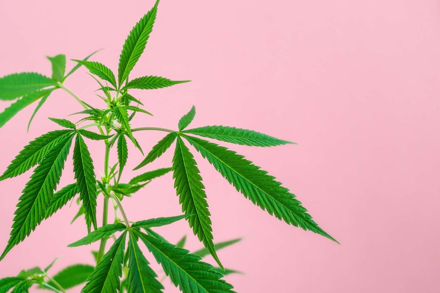 legalizzazione della cannabis