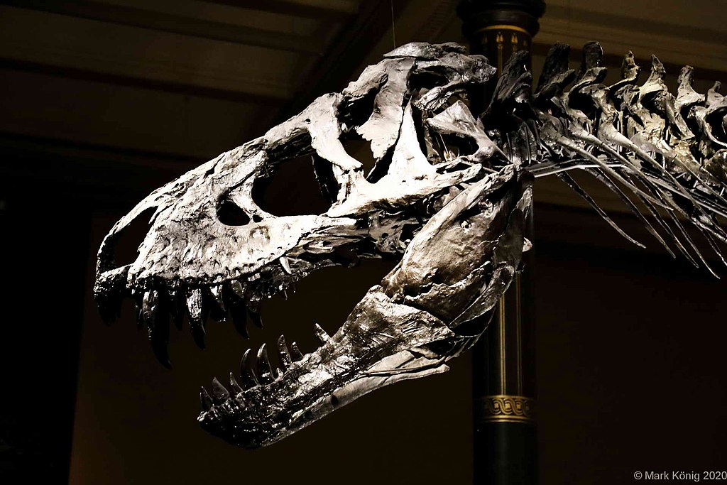 tirannosauro