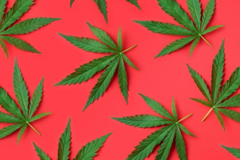 legalizzazione della cannabis