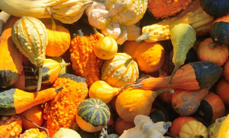 mercatini d autunno canva pro