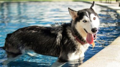 cani piscine